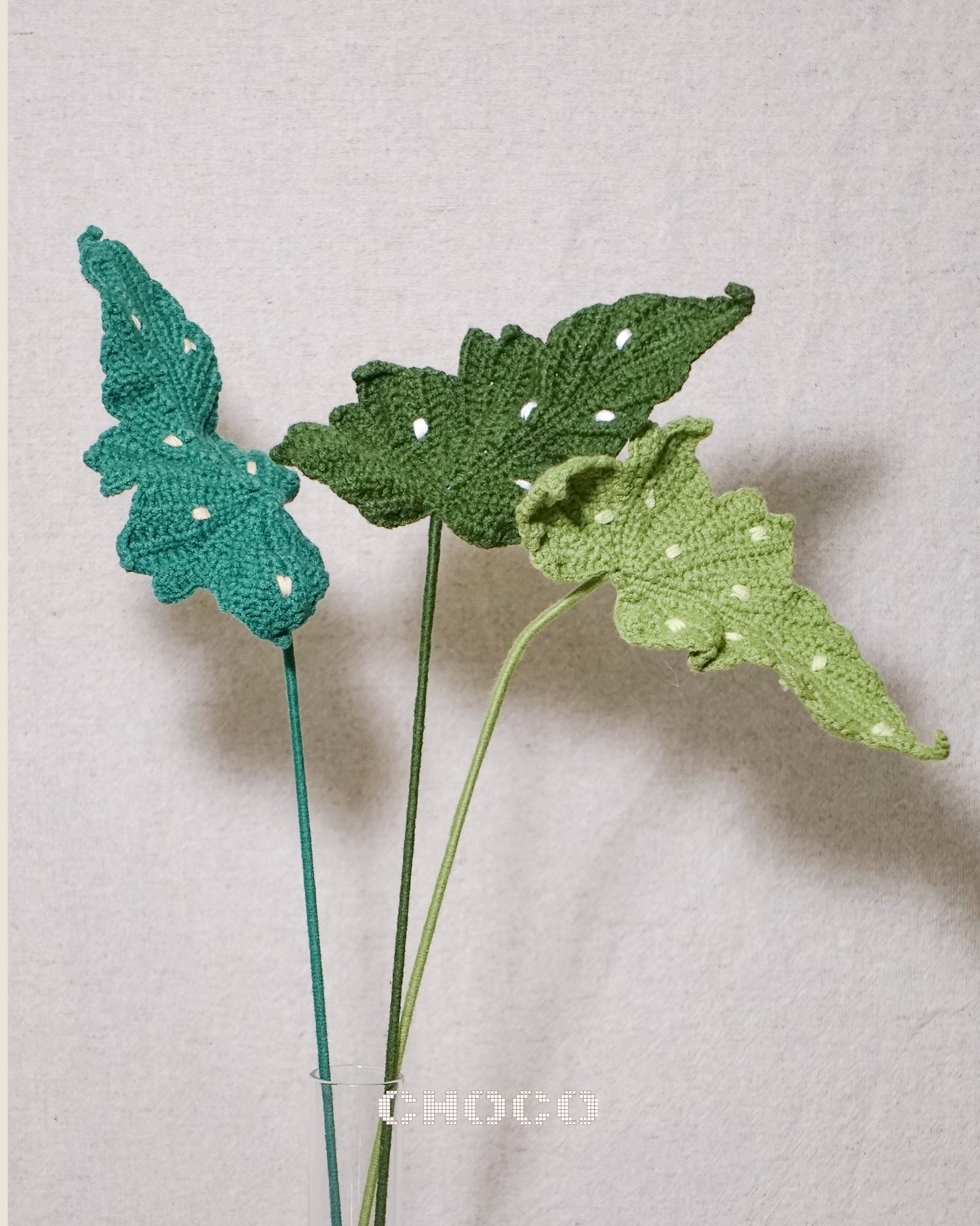 Begonia