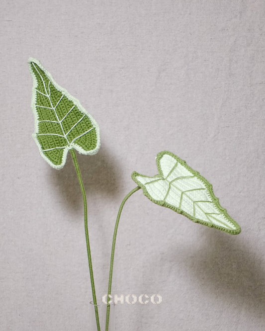 Alocasia Classic