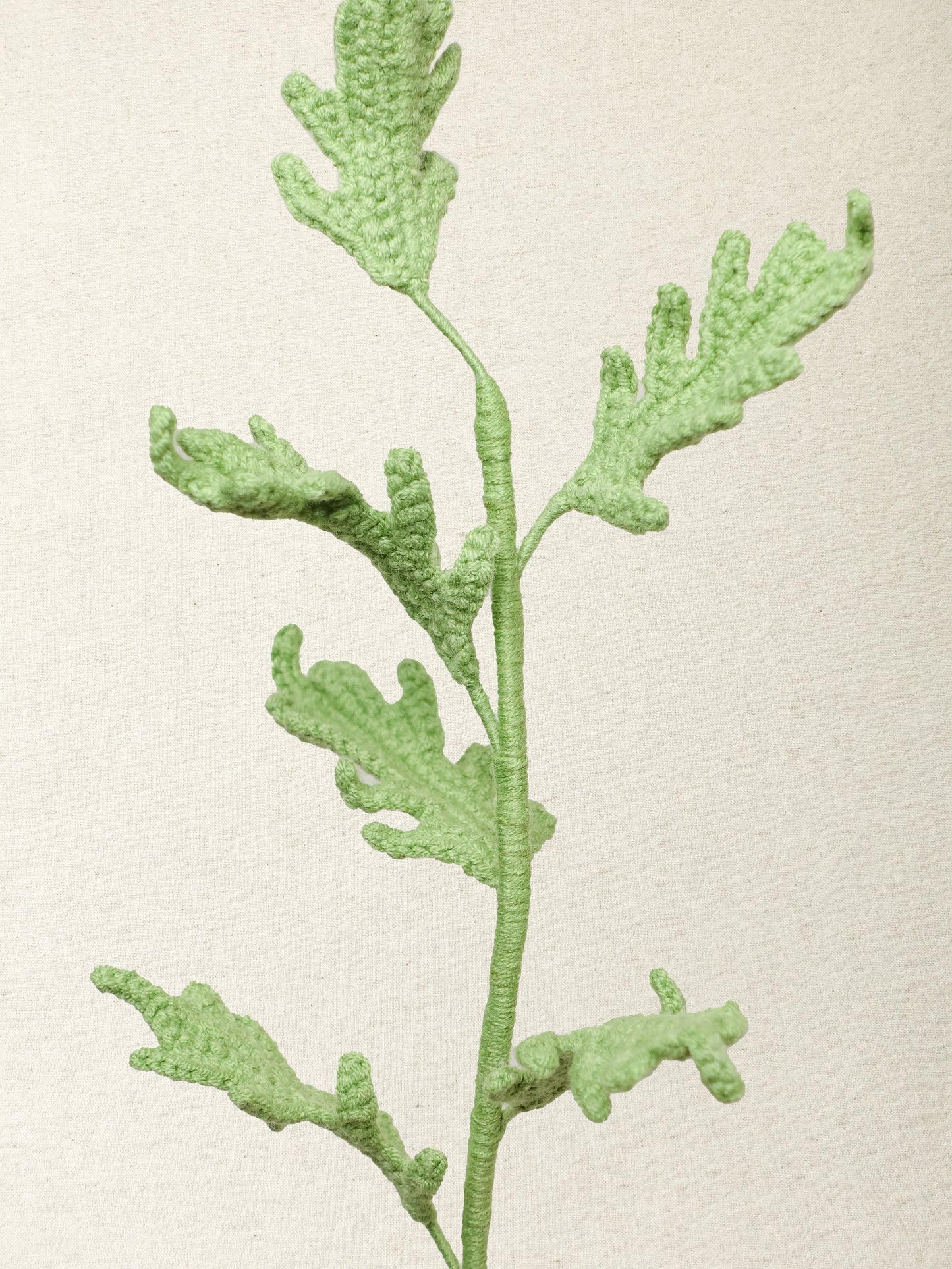 Dusty Miller · 2 colours