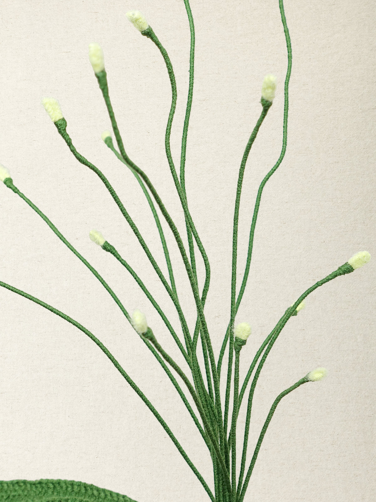 Fountain Grass · 2 colours
