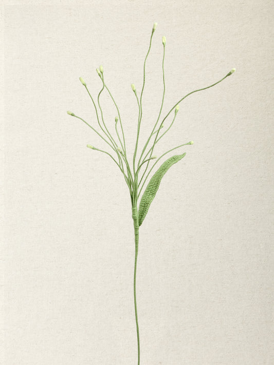 Fountain Grass · 2 colours