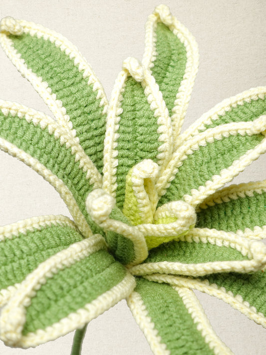 Lucky Bamboo