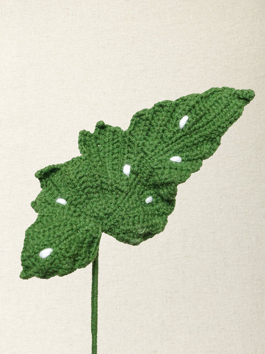 Begonia