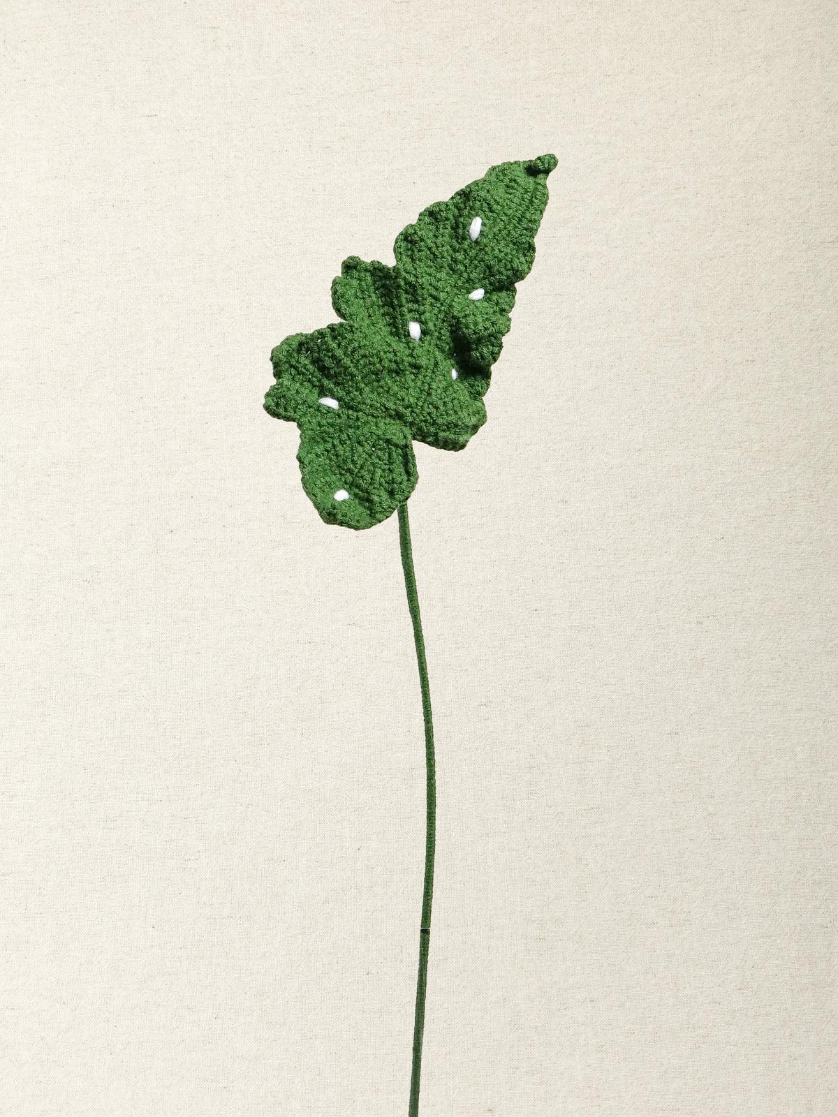 Begonia