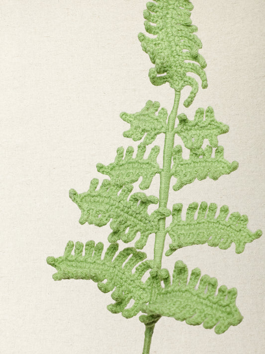 Fern