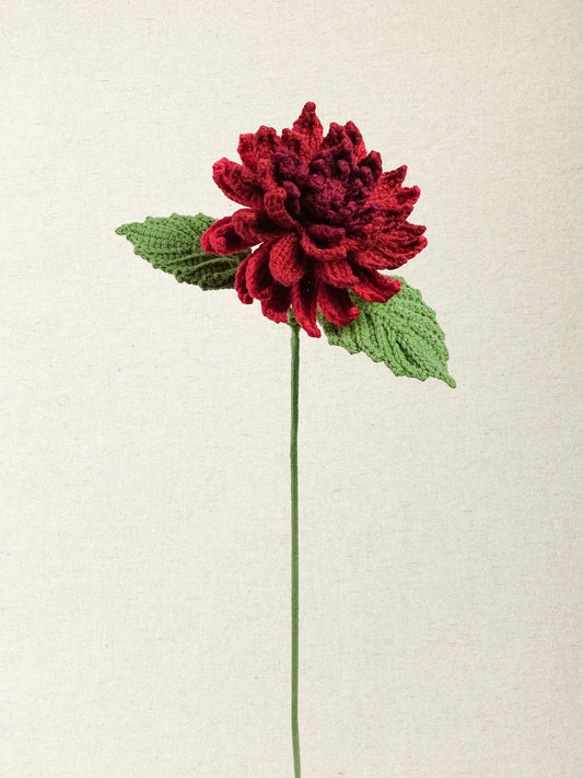 Dahlia · 2 colours