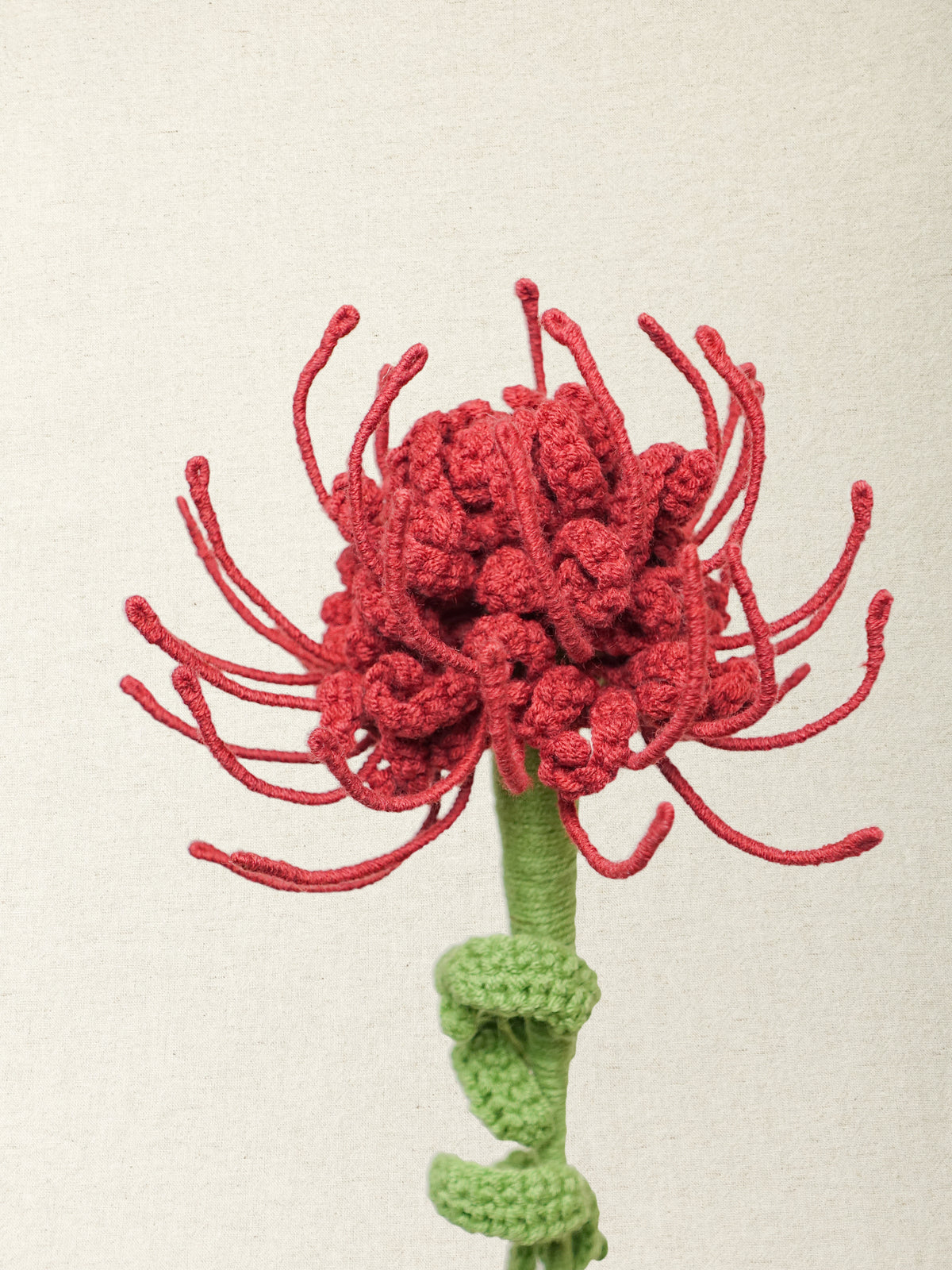 Pincushion Protea · 2 colours