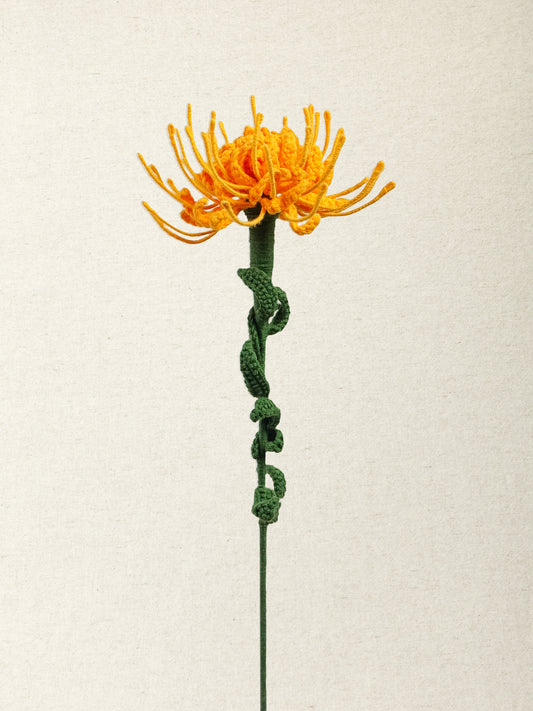 Pincushion Protea · 2 colours