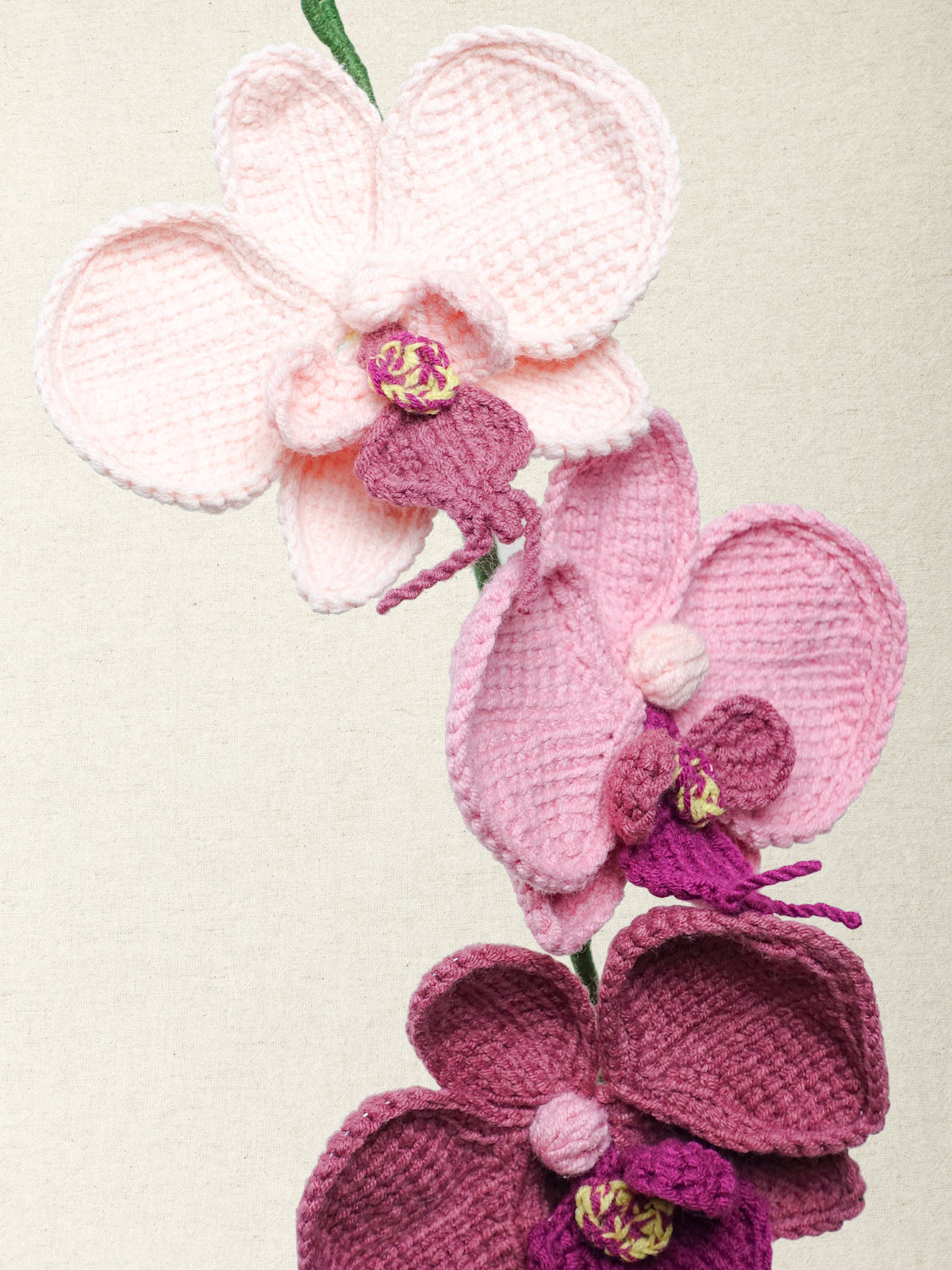 Phalaenopsis Orchid · 2 colours