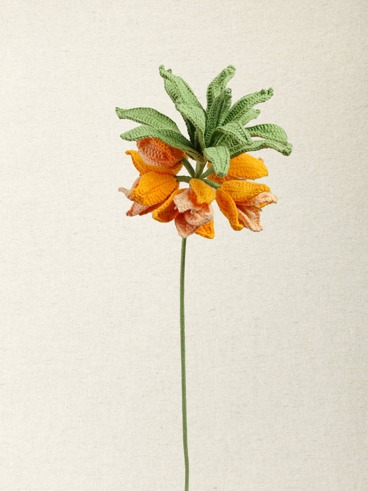 Fritillaria