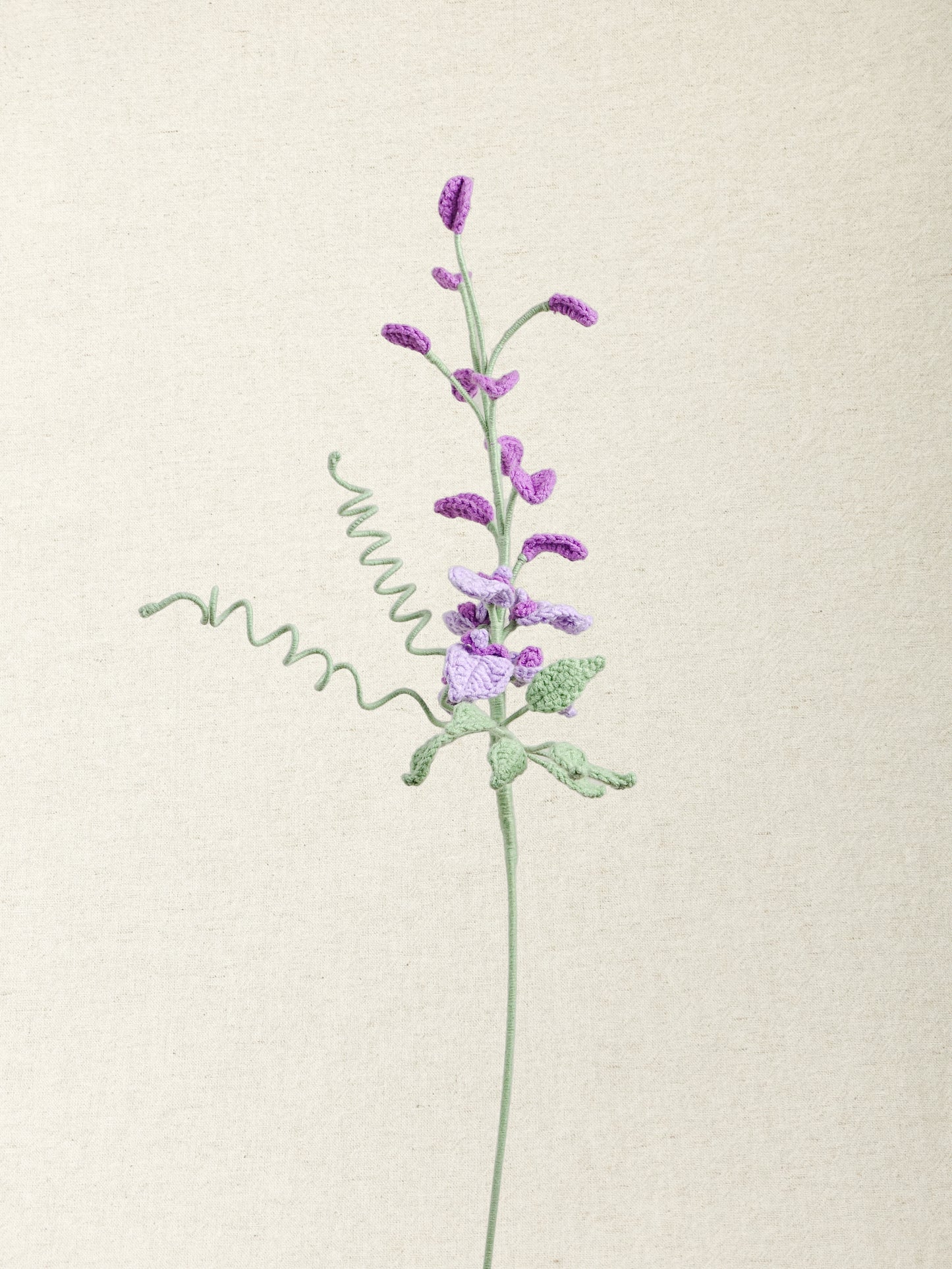 Wisteria