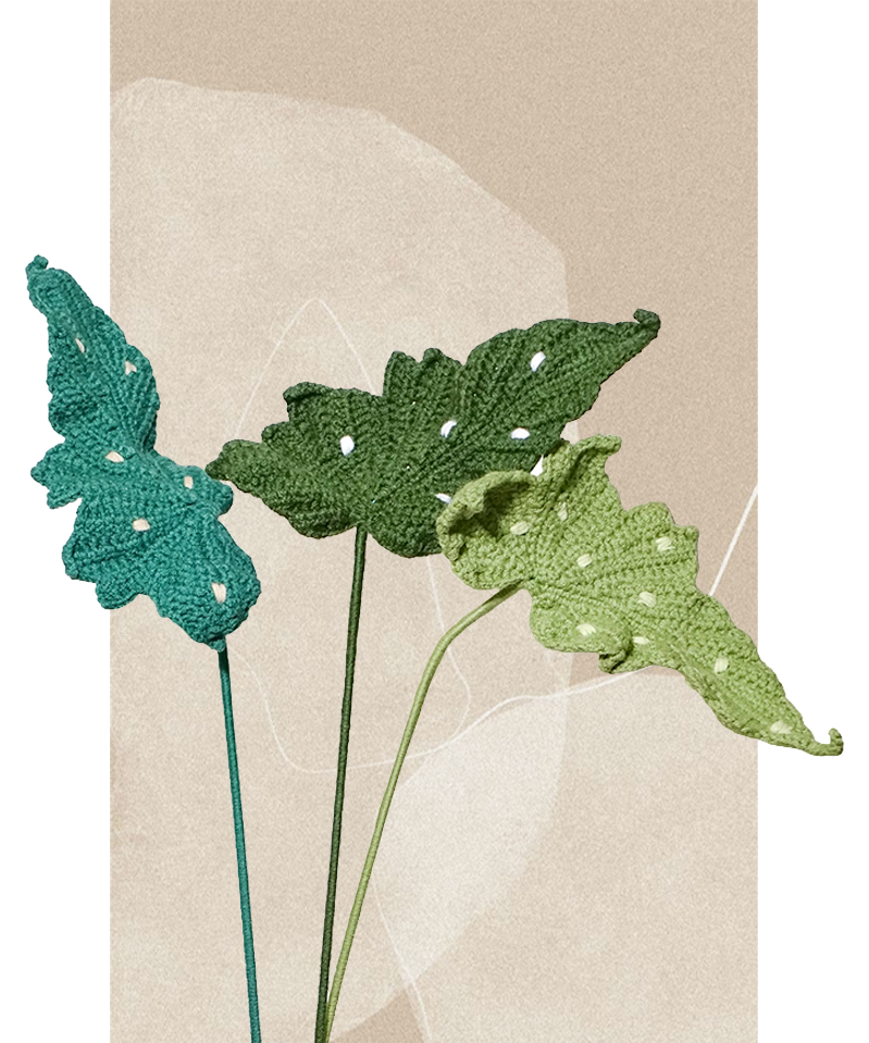 Begonia