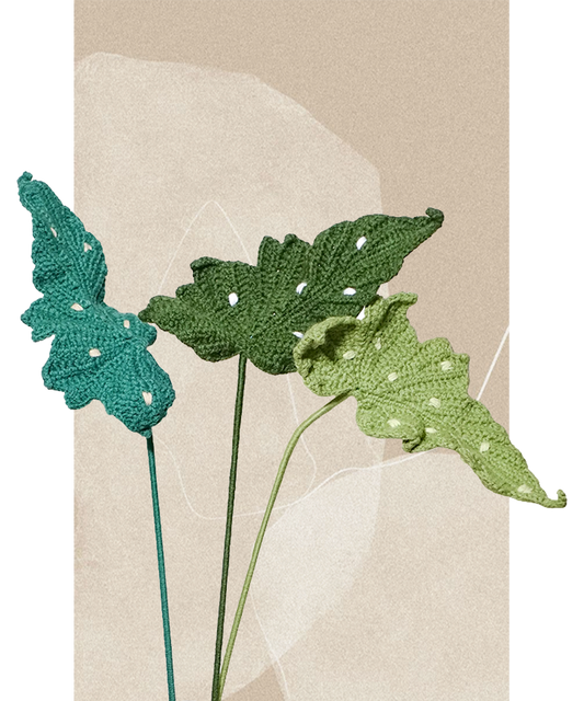 Begonia