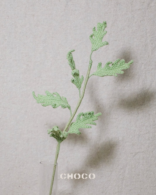 Dusty Miller
