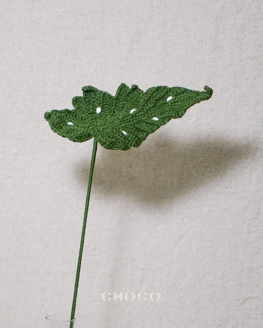 Begonia