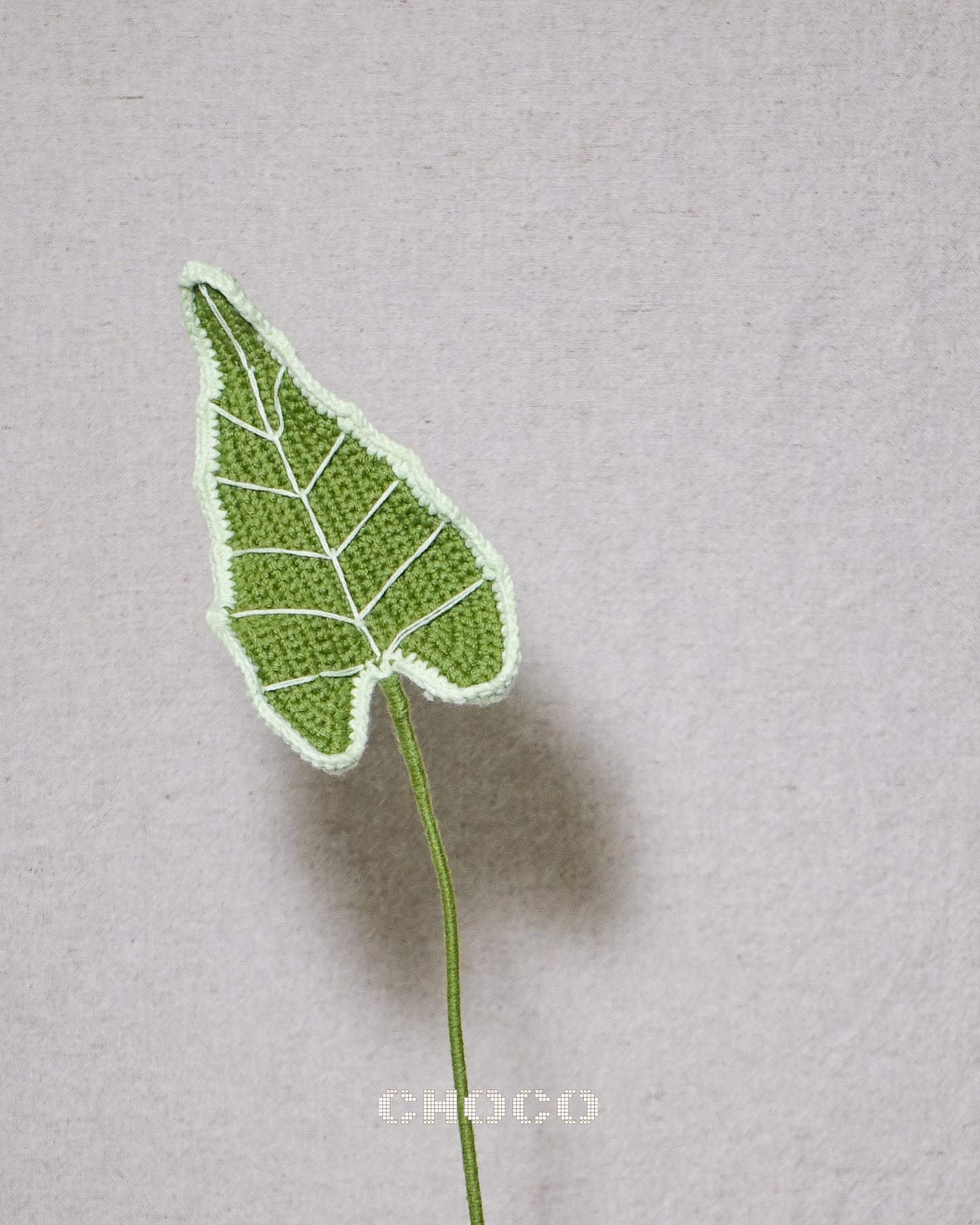 Alocasia Classic
