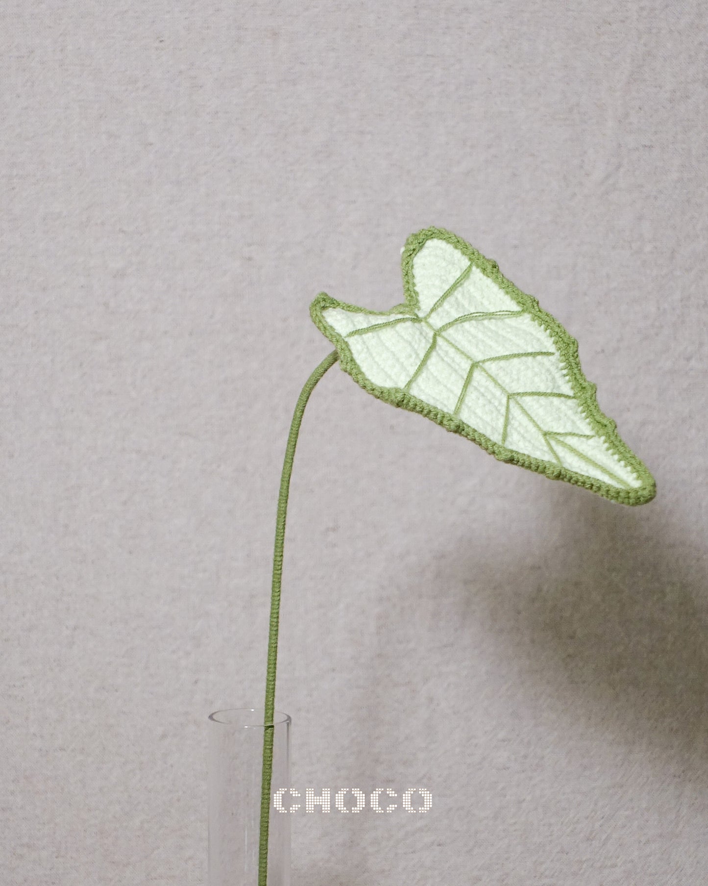 Alocasia Classic