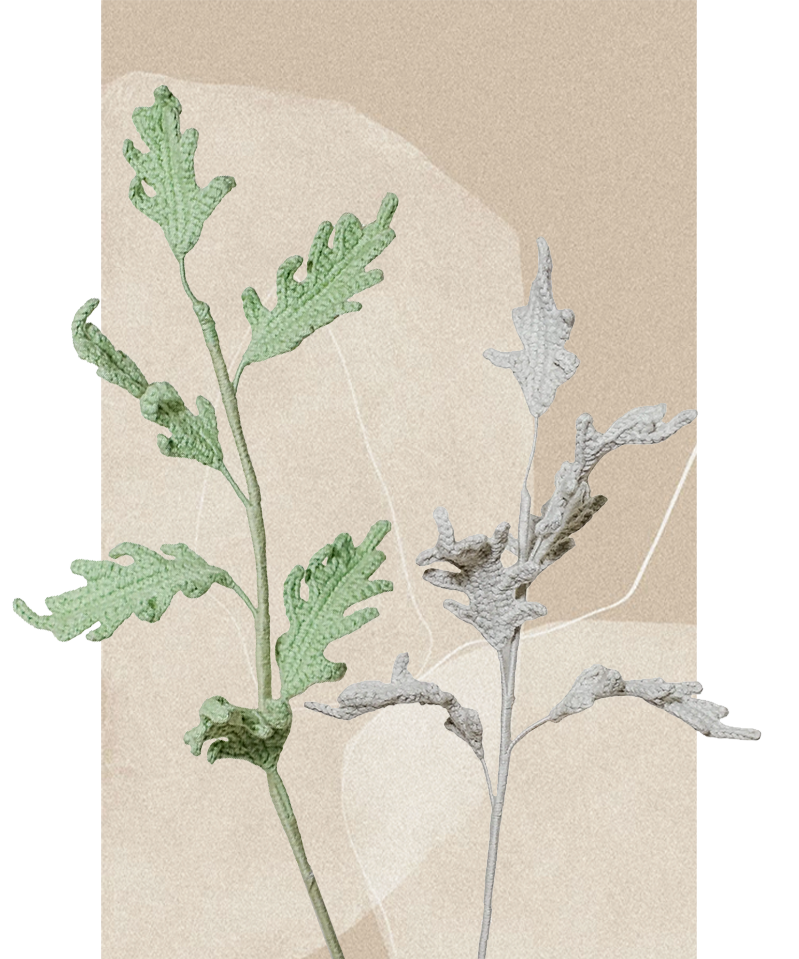 Dusty Miller