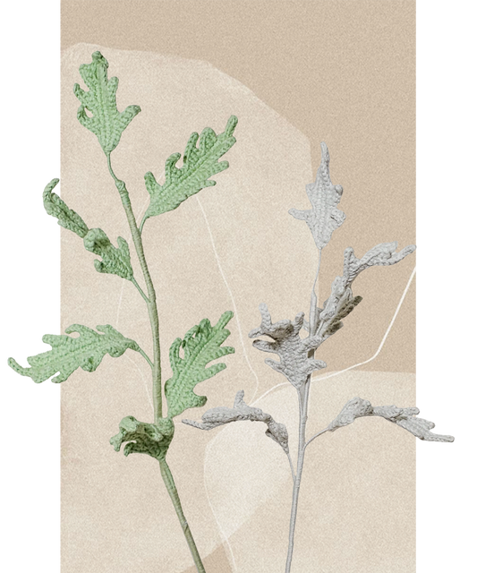 Dusty Miller