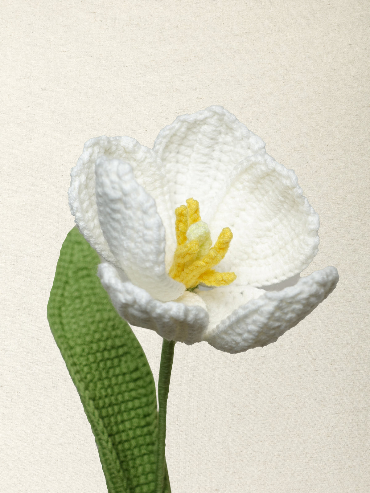 Premium Tulip · 2 colours