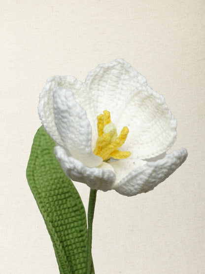 Premium Tulip · 2 colours