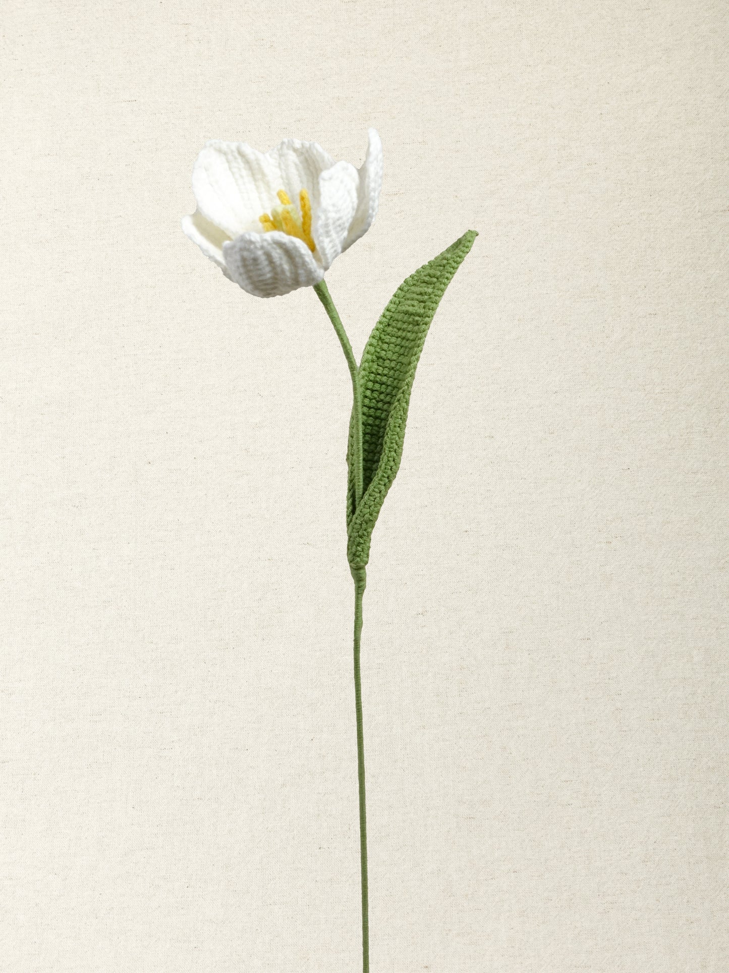 Premium Tulip · 2 colours