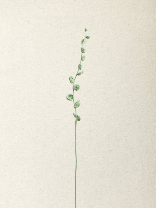 Eucalyptus