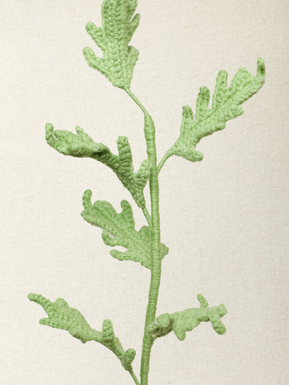 Dusty Miller · 2 colours