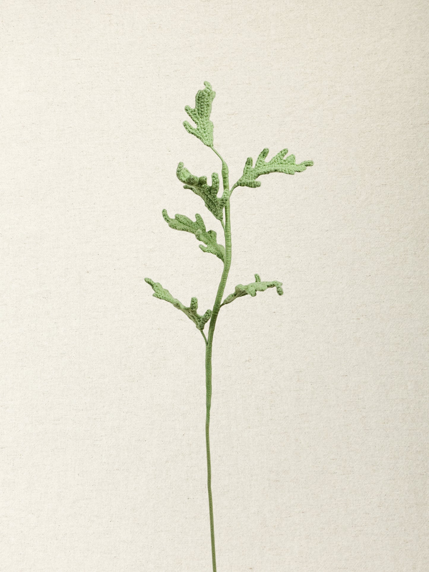 Dusty Miller · 2 colours