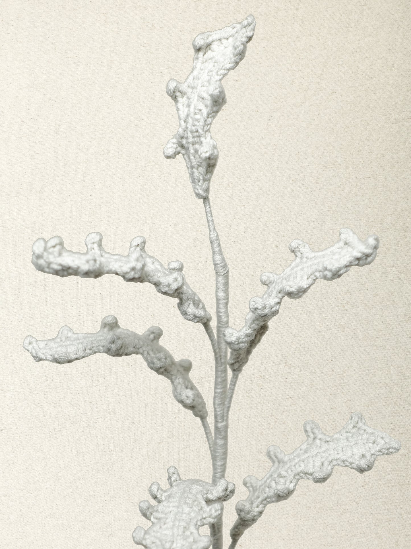 Dusty Miller · 2 colours