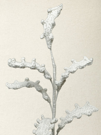 Dusty Miller · 2 colours