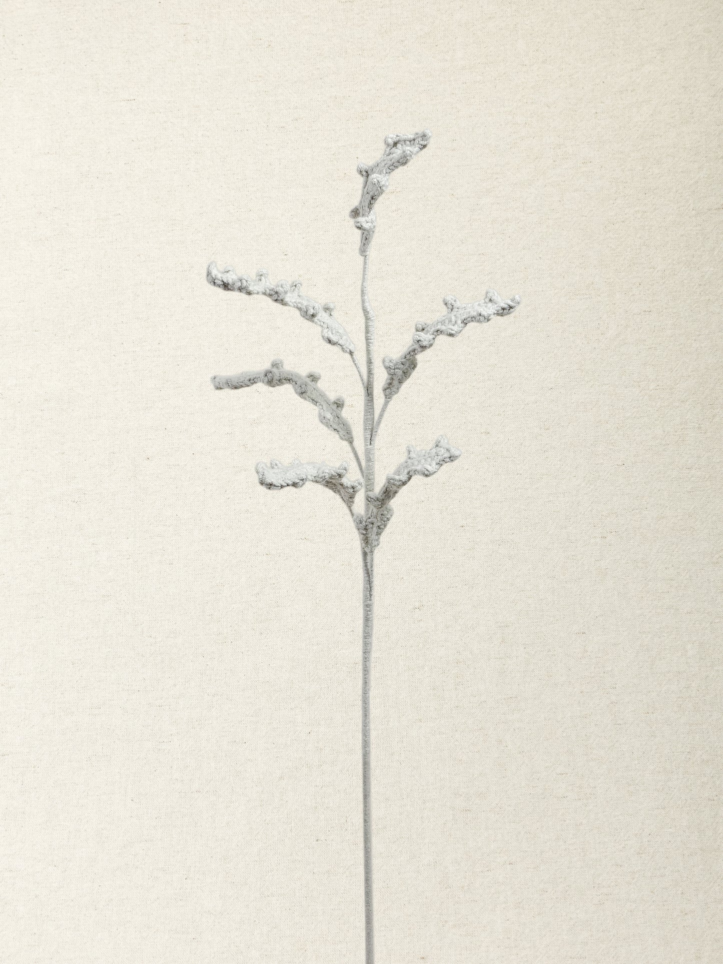Dusty Miller · 2 colours