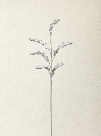 Dusty Miller · 2 colours