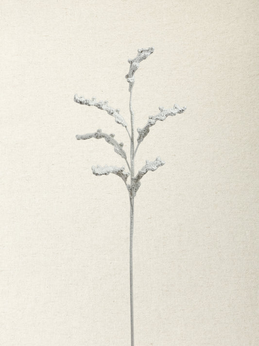 Dusty Miller · 2 colours