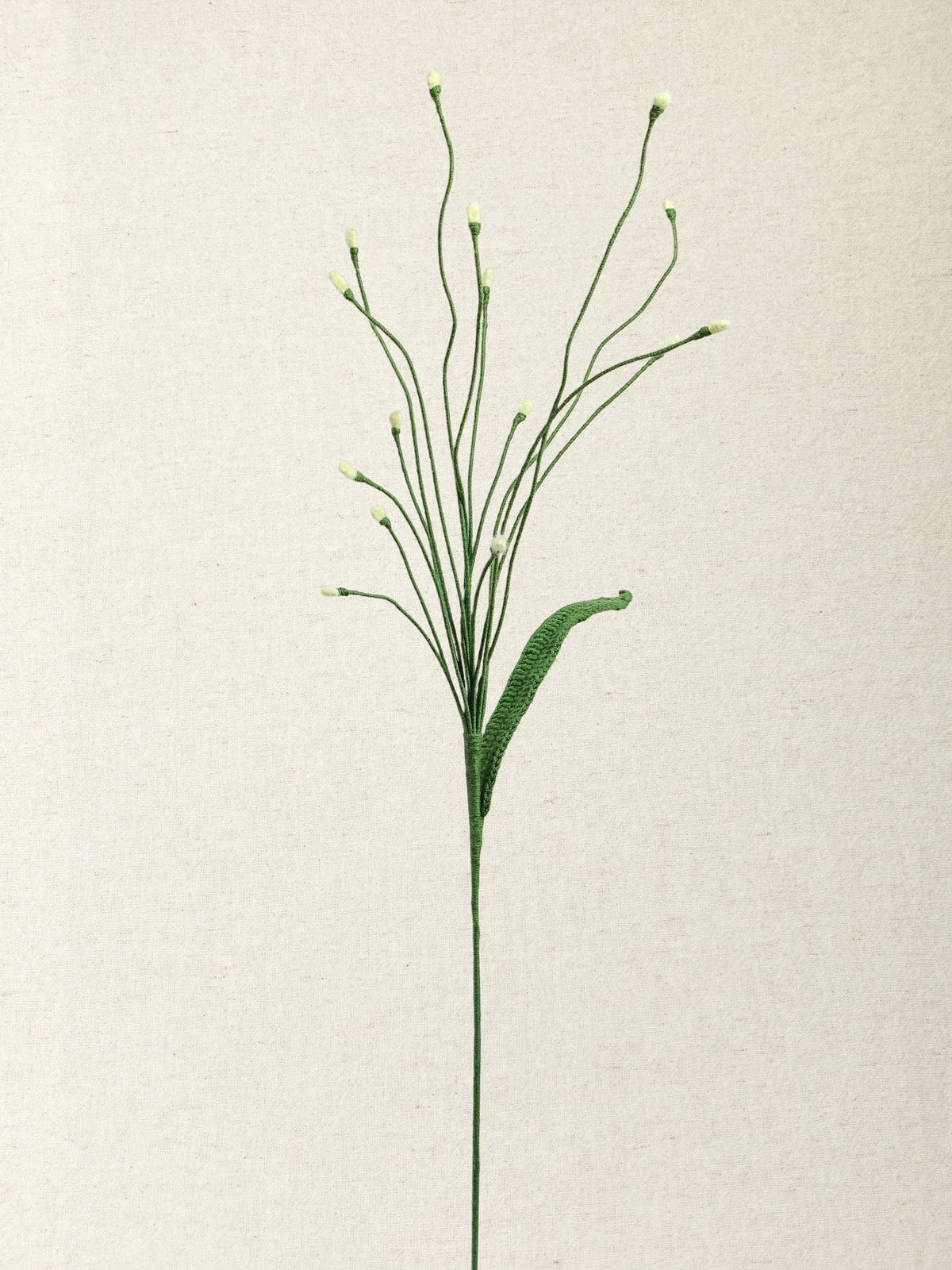 Fountain Grass · 2 colours