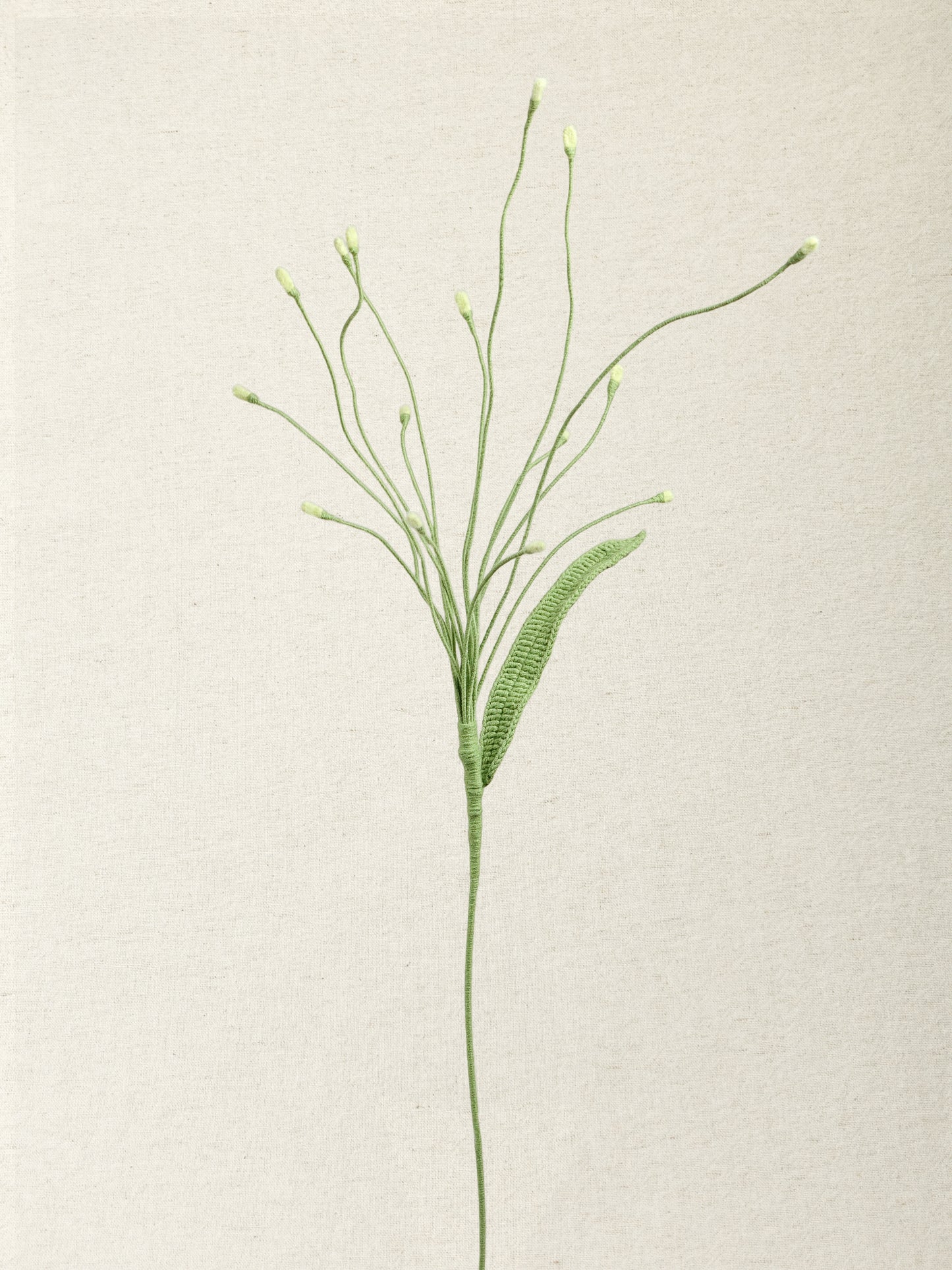 Fountain Grass · 2 colours