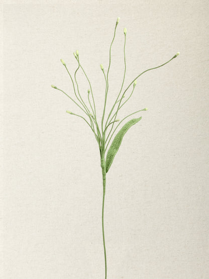 Fountain Grass · 2 colours
