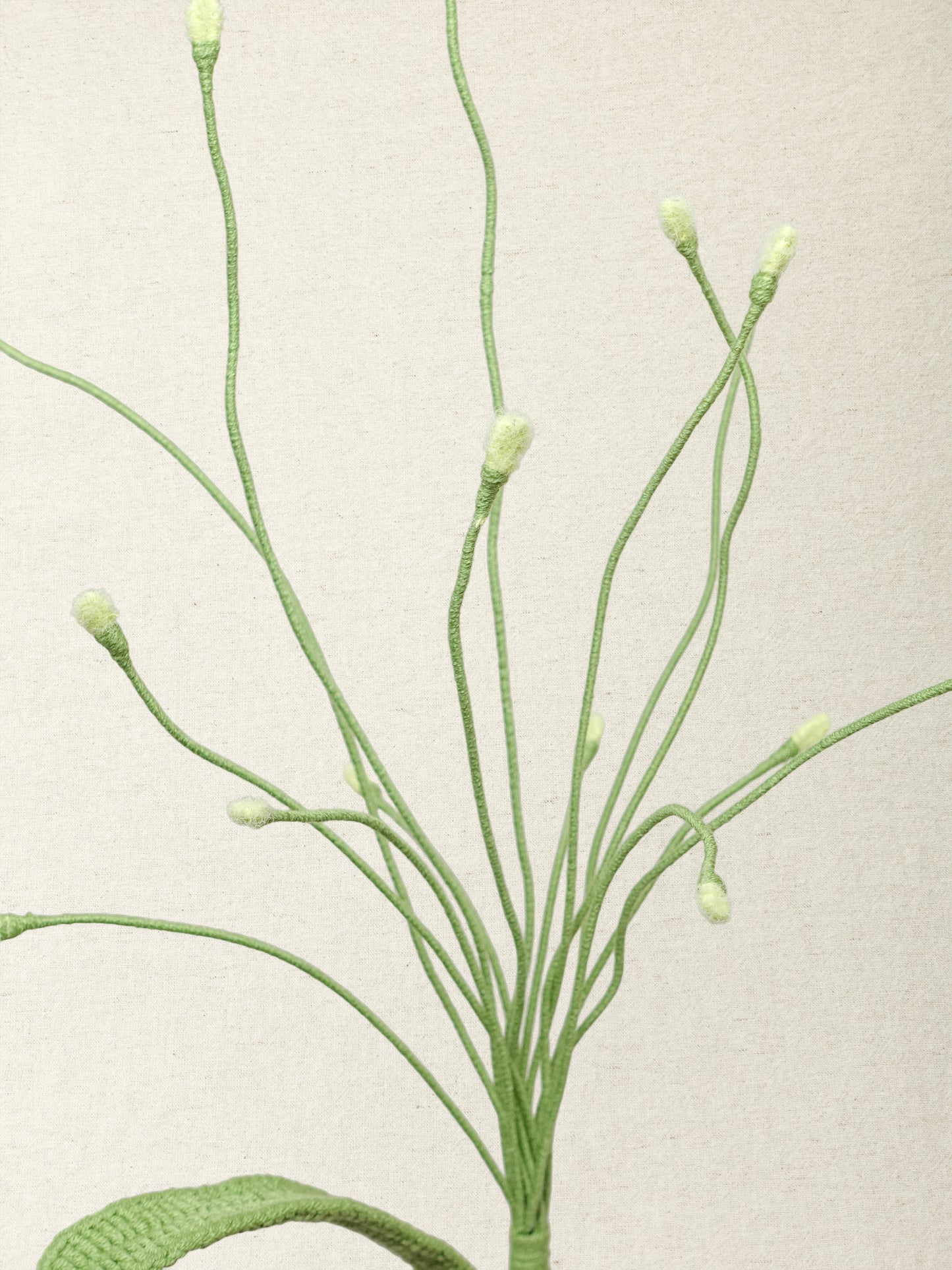Fountain Grass · 2 colours