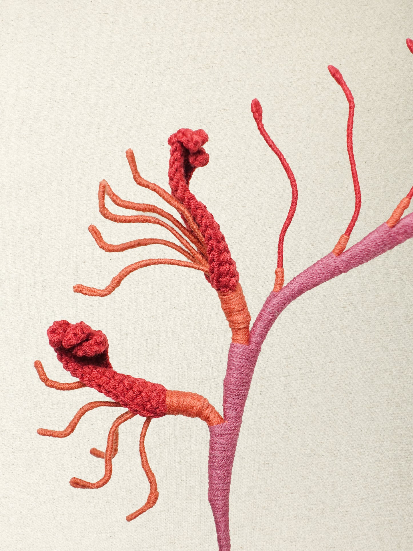 Kangaroo Paw · 2 colours