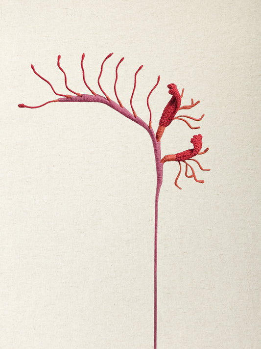 Kangaroo Paw · 2 colours