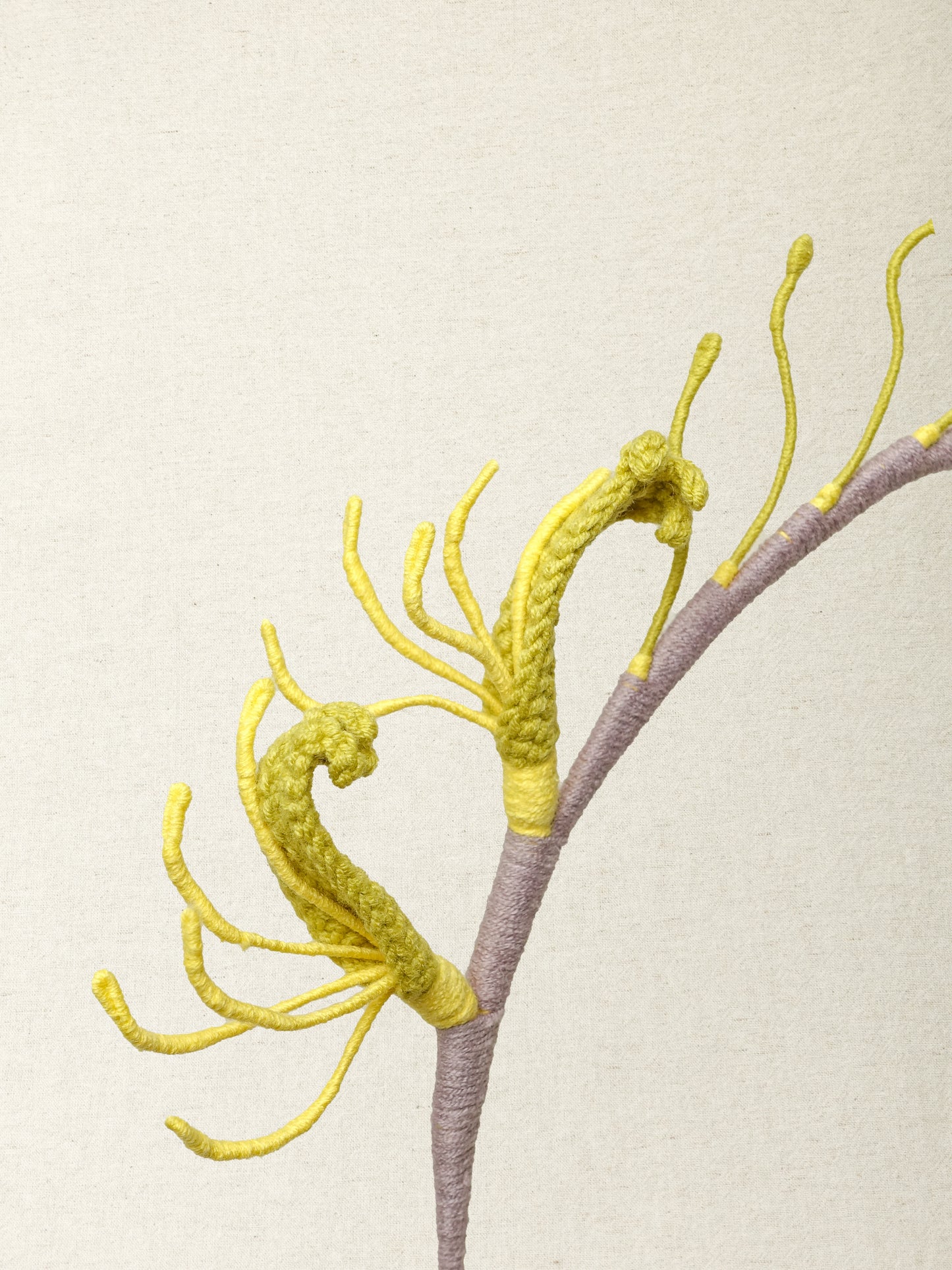 Kangaroo Paw · 2 colours