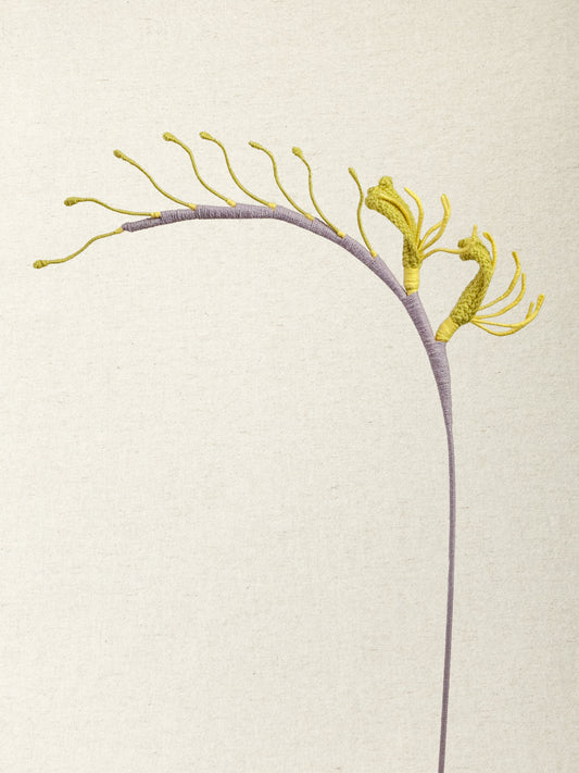 Kangaroo Paw · 2 colours