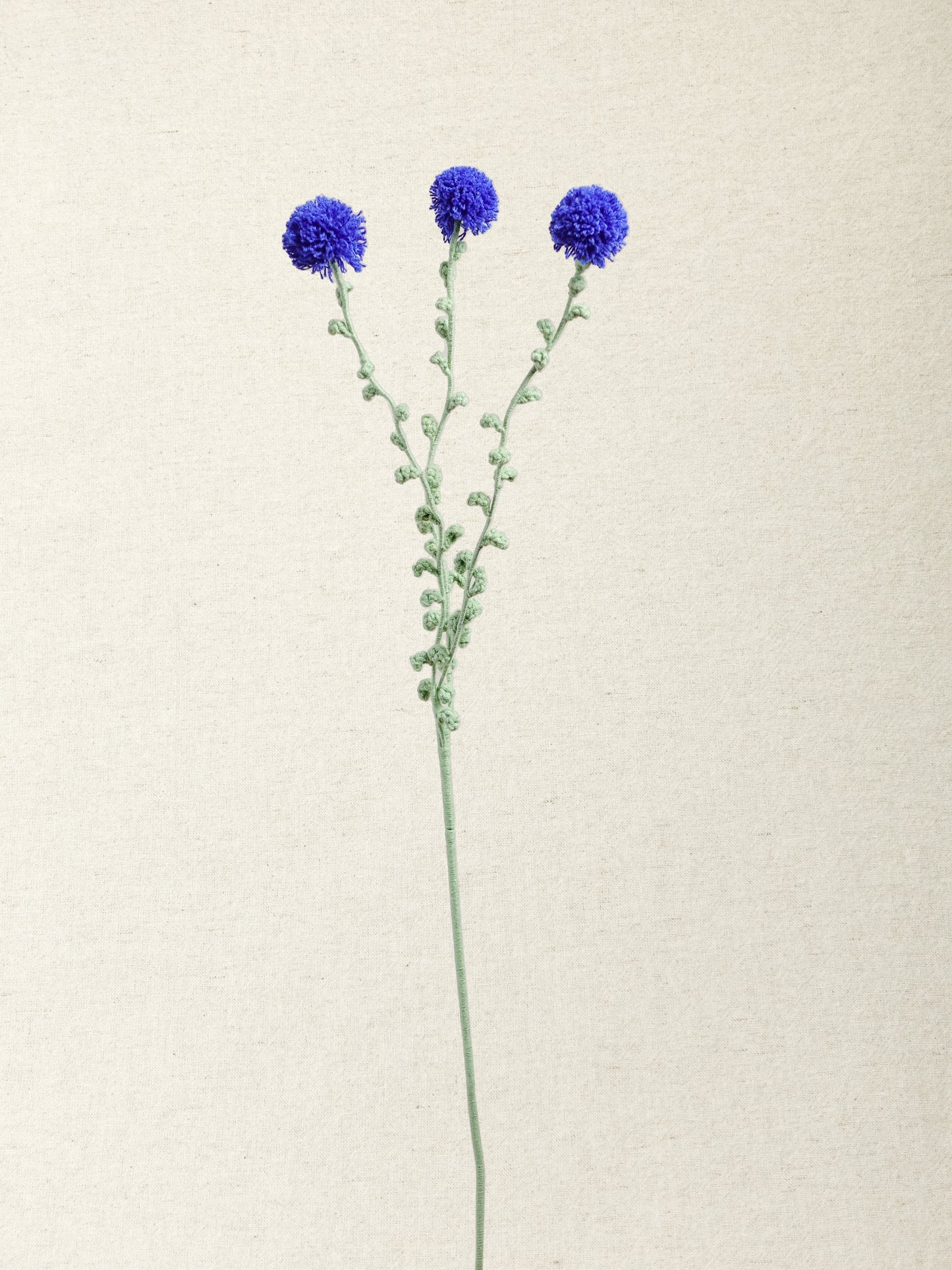 Carthamus · 4 colours