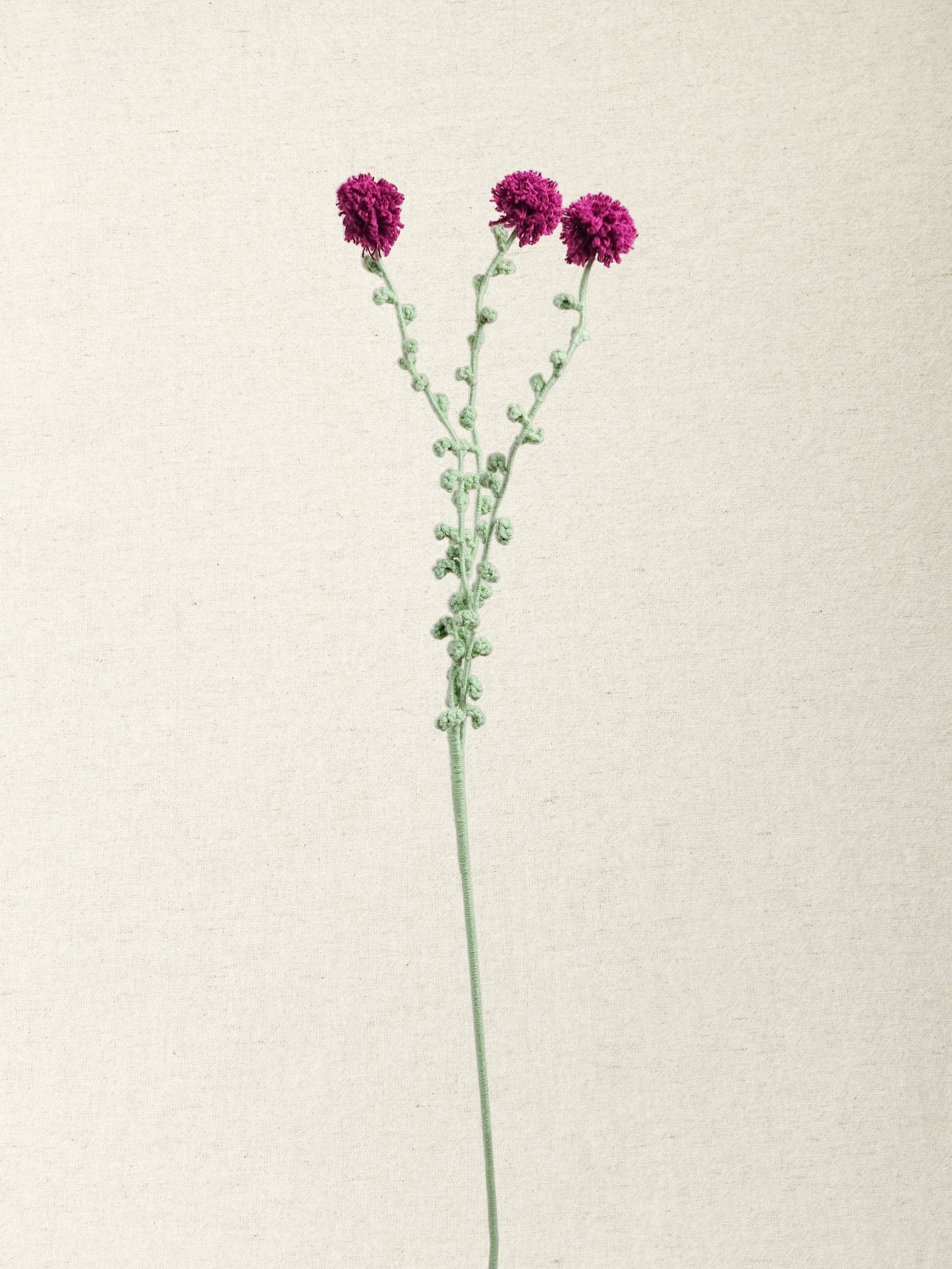 Carthamus · 4 colours
