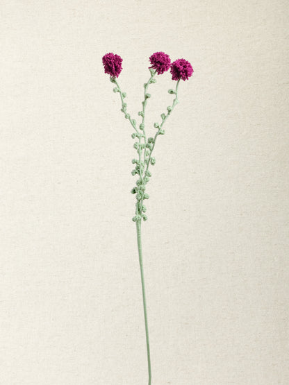 Carthamus · 4 colours
