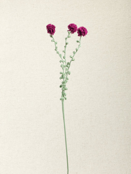 Carthamus · 4 colours