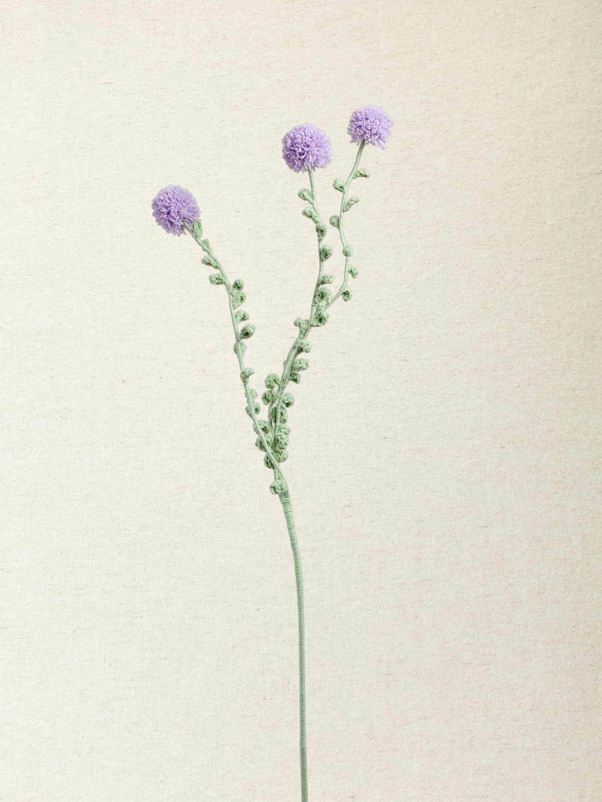 Carthamus · 4 colours