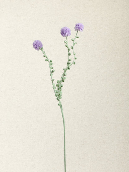 Carthamus · 4 colours