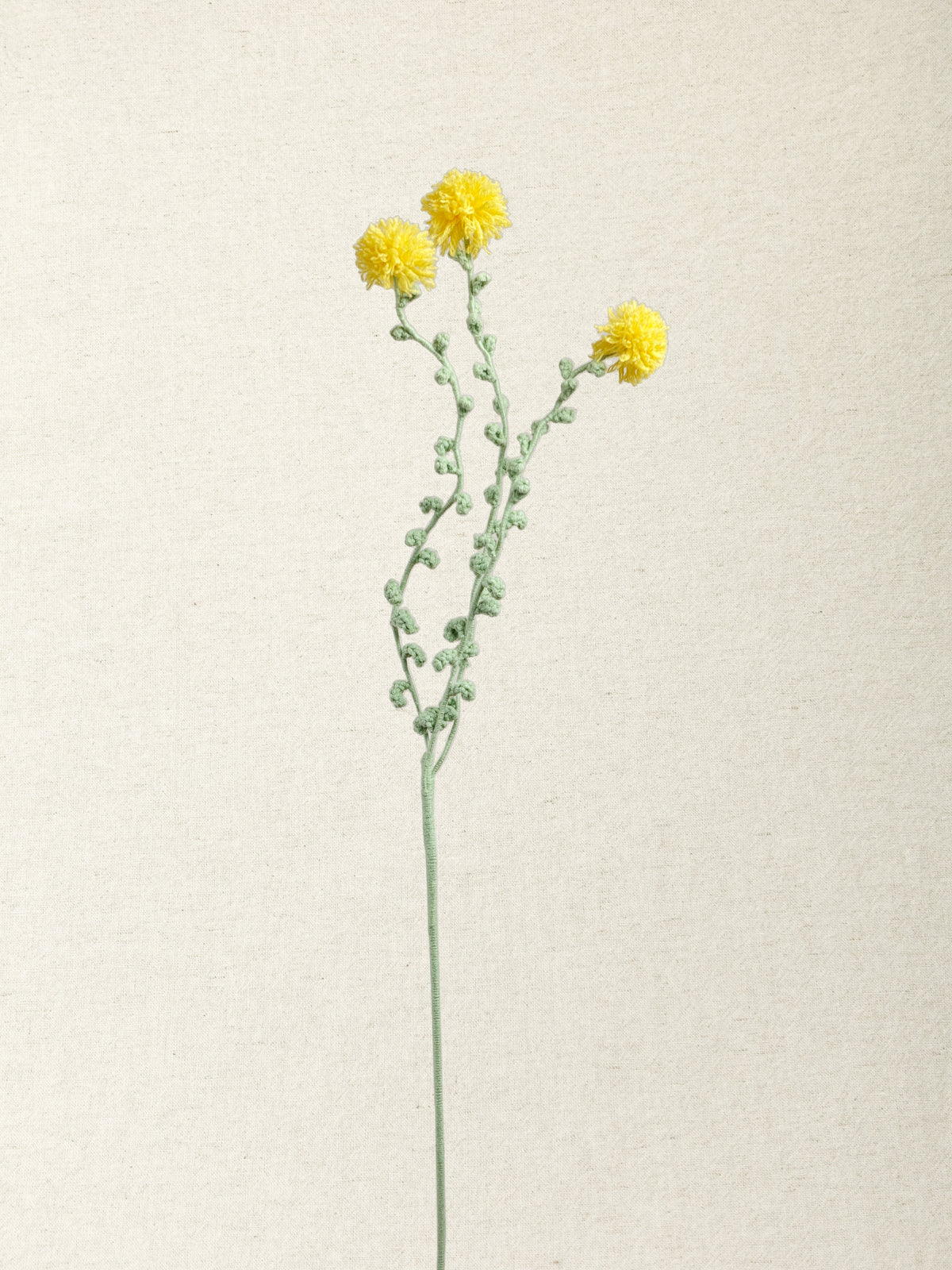 Carthamus · 4 colours