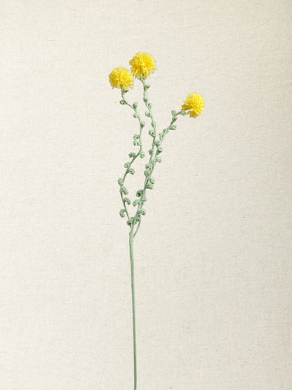 Carthamus · 4 colours